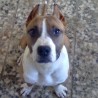 drago2009